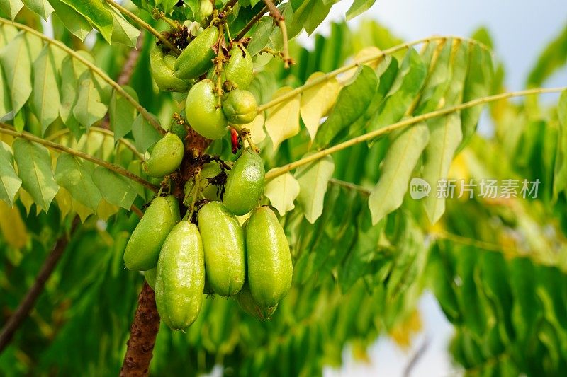 特写Averrhoa Bilimbi L. fruit